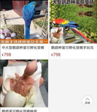 金刚鹦鹉多少钱一只58同城（金刚鹦鹉）