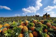 菠萝多少钱一斤2017（广东菠萝2毛钱一斤）