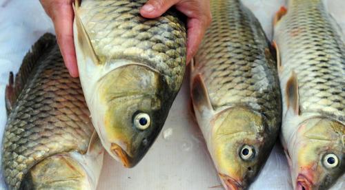 武昌魚(yú)多少錢(qián)一斤（淡水魚(yú)不夠吃了）
