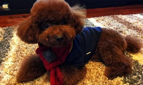 花色泰迪犬多少钱（泰迪犬多少钱一只）