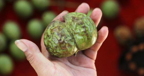 核桃仁多少钱一斤（今天青皮核桃多少钱一斤）