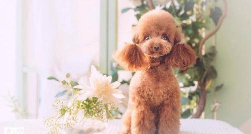 一只柯基多少錢（柯基犬好養嗎柯基犬多少錢一只）