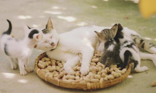 猫砂多少钱（盘点4种少见的猫砂）
