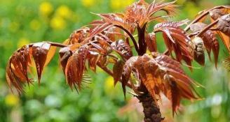 香椿种子多少钱一斤（香椿种植的前景和利润分析及大棚种植技术）