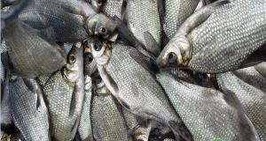 30cm大錦鯉多少錢一條（農村這種食草魚）