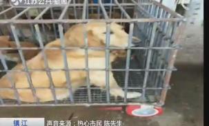 金毛犬多少錢一條(金毛獵犬標價15元一斤菜市場當)