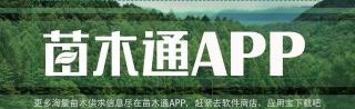 苗木报价（这八种苗木）