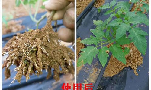 黄腐酸钾报价（黄腐酸钾和腐殖酸钾哪个好）