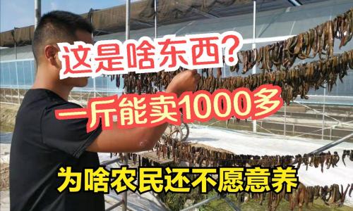 铁丝多少钱一斤（晒干的蚂蟥1000元1斤）