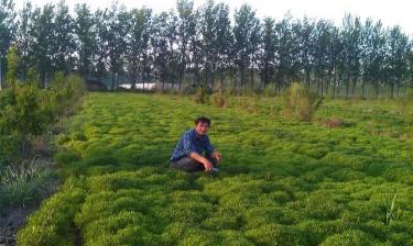 救心菜一亩能卖多少钱（头一回见）