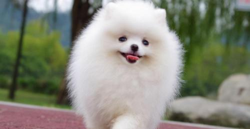 杜宾犬多少钱一只（城市三大）