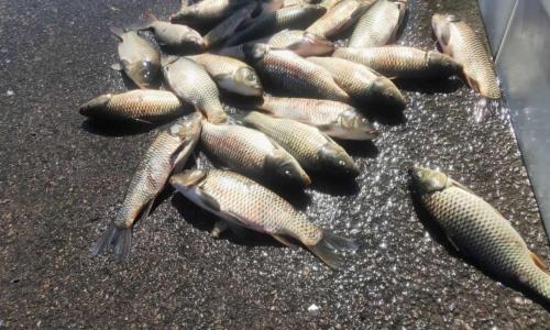 白魚多少錢一斤（往年10元一斤）
