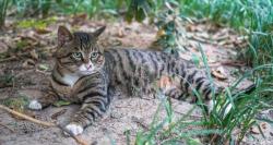 狸花猫多少钱（6种常见宠物猫的价格）