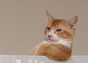 福猪噜比多少钱（最新热门猫咪表情包17张）