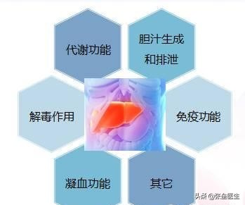 肝检查需要多少钱（想看看肝脏好不好）