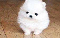 博美犬的价格（博美多少钱一只）
