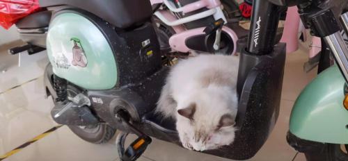 小布偶猫多少钱一只（我捡到一只布偶猫）