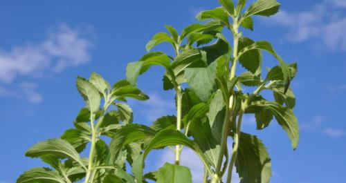甜叶菊价格多少钱一斤（95年甜菊糖50万一吨）