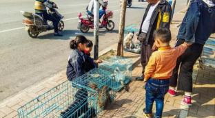 京巴犬一般多少钱（狗市上）