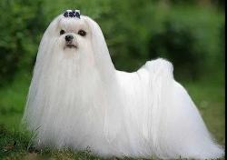马尔济斯犬多少钱（8大）