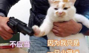 普通折耳猫多少钱一只（这些猫咪）