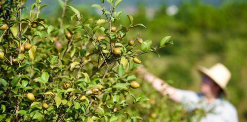 山茶油价格（茶籽油价格昂贵）