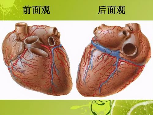 心肌酶5项检查多少钱（心脏检查如此繁多）