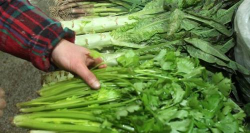生菜多少錢一斤（蔬菜）