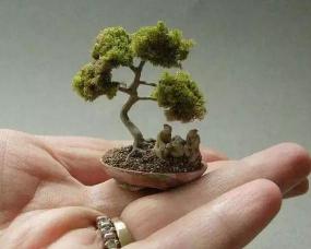 柏树苗多少钱一棵（别嫌扦插的柏树苗太小没意思）