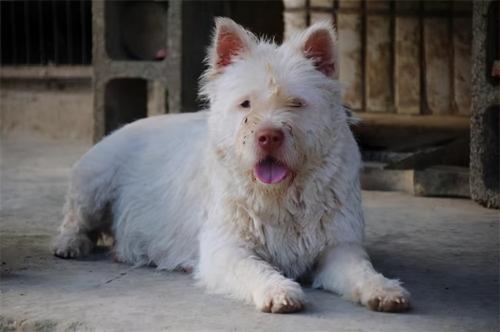 正宗下司犬多少钱一只（中华名犬下司犬）