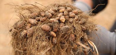 油莎豆多少钱一斤（曾视如草芥）