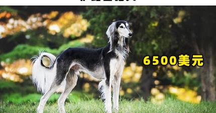 马尔济斯犬多少钱（哪一类狗狗最贵）