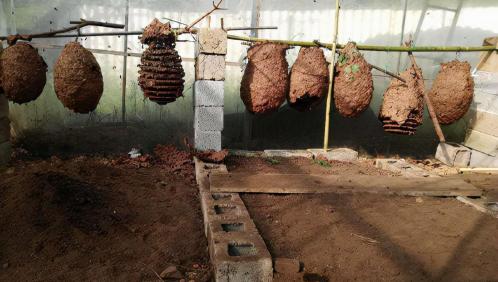 蜂蛹多少钱一斤（胡蜂）