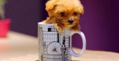 宠物店的泰迪狗多少钱（最常见的6种宠物犬最新价格标准）