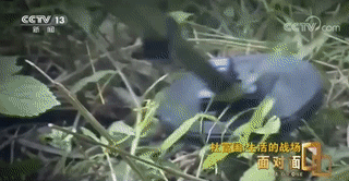 疤痕针多少钱一针（杜富国）
