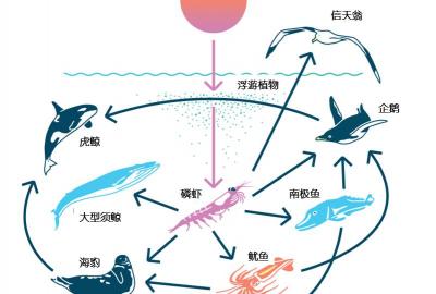 南极磷虾多少钱一斤（南极磷虾多达6）