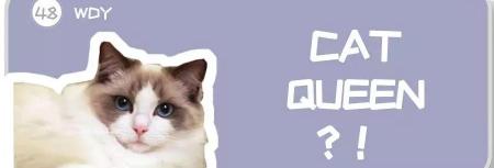 伯曼猫多少钱一只（布偶猫价格那么贵合理吗）