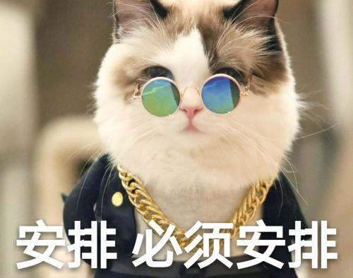 金吉拉猫价格（新手）