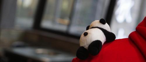 哈巴狗多少钱一只（曾有个女人将活体大熊猫走私出中国）