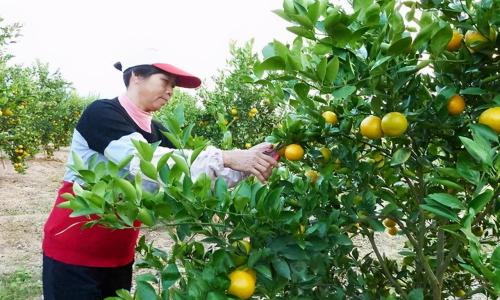 皇帝柑多少钱一斤（皇帝柑最新价格）