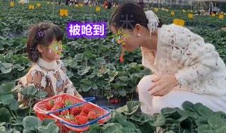 草莓多少钱（江西女子采摘60元一斤的草莓）