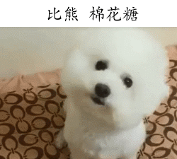 比熊多少钱（比熊犬虽好）