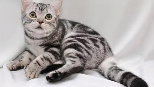 短毛猫价格多少钱一只（美国短毛猫介绍）