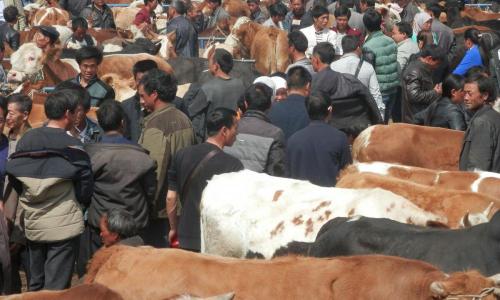 牛腩价格（牛价丨全国牛肉价格涨了吗）