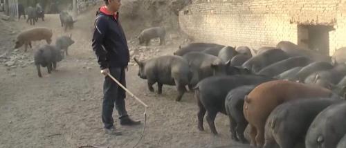 養(yǎng)20頭母豬投資多少錢（河北小伙創(chuàng)業(yè)搞養(yǎng)殖）