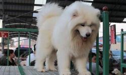 萨摩耶幼犬多少钱一只（萨摩耶多少钱一只）