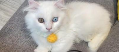 蓝眼白猫多少钱一只（花7500买了只矮脚猫）