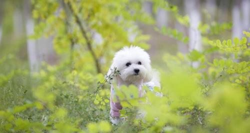 花色泰迪犬多少钱（跟风买的）