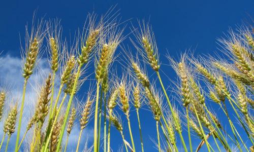 一斤面粉多少钱（8月16日小麦多少钱一斤）