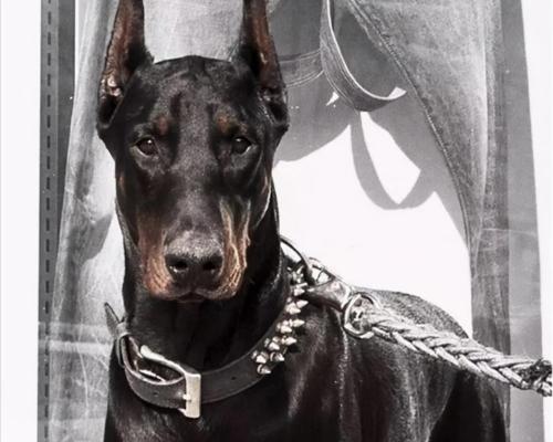 杜賓犬多少錢一只(能靠)